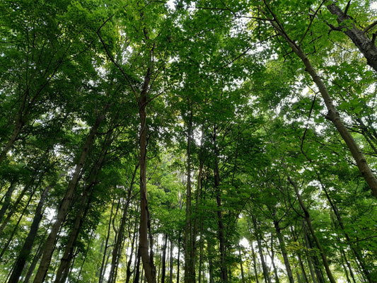 Must Haves When Visiting State Parks