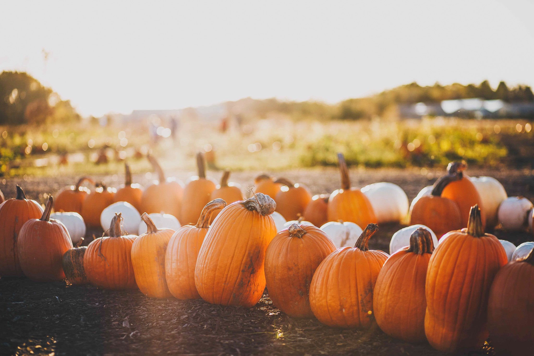 Fall Festivals In Pittsburgh – Love, Pittsburgh