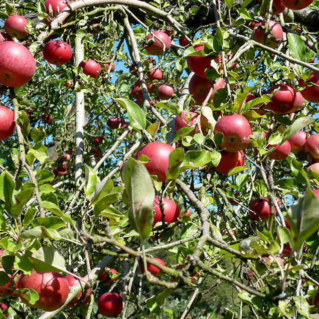 Local Places For Picking Apples